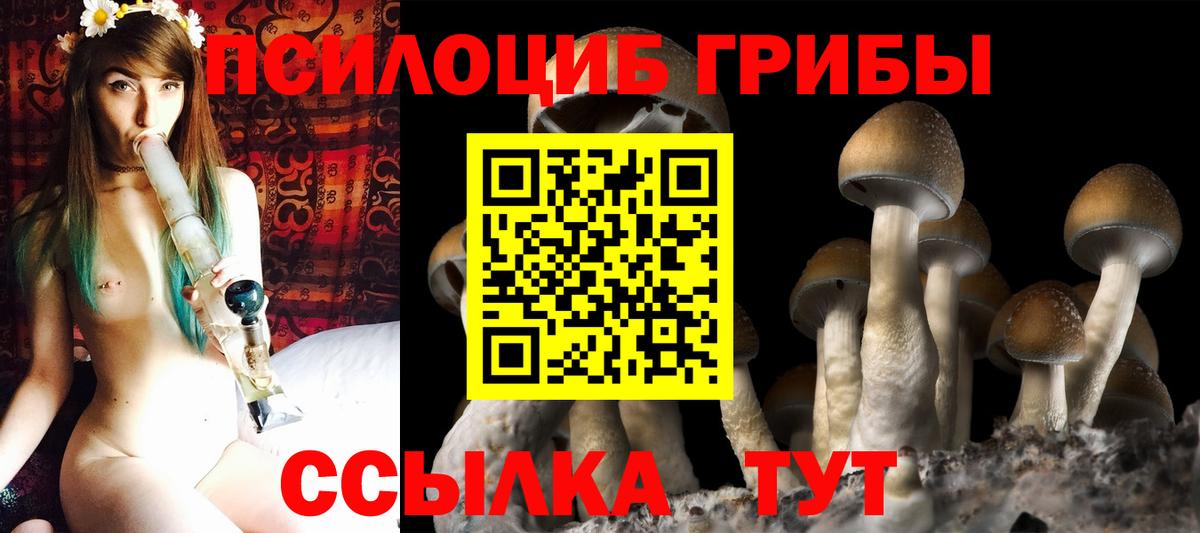 Псилоцибиновые грибы Cubensis Муравленко